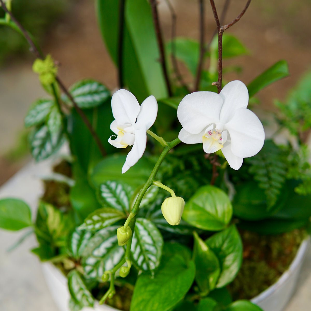 Potted plant with white flowers and green leaves on a blurred background