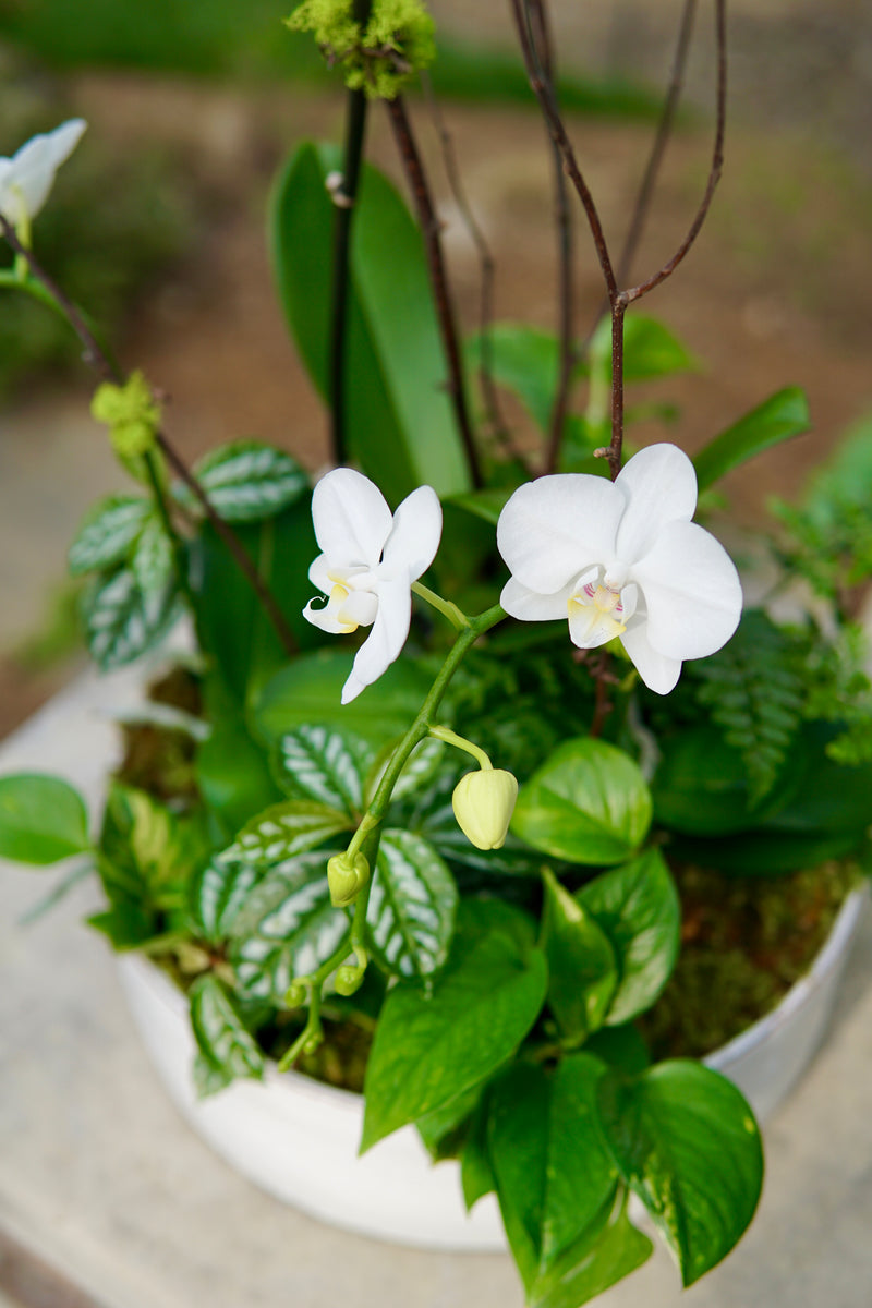 Potted plant with white flowers and green leaves on a blurred background