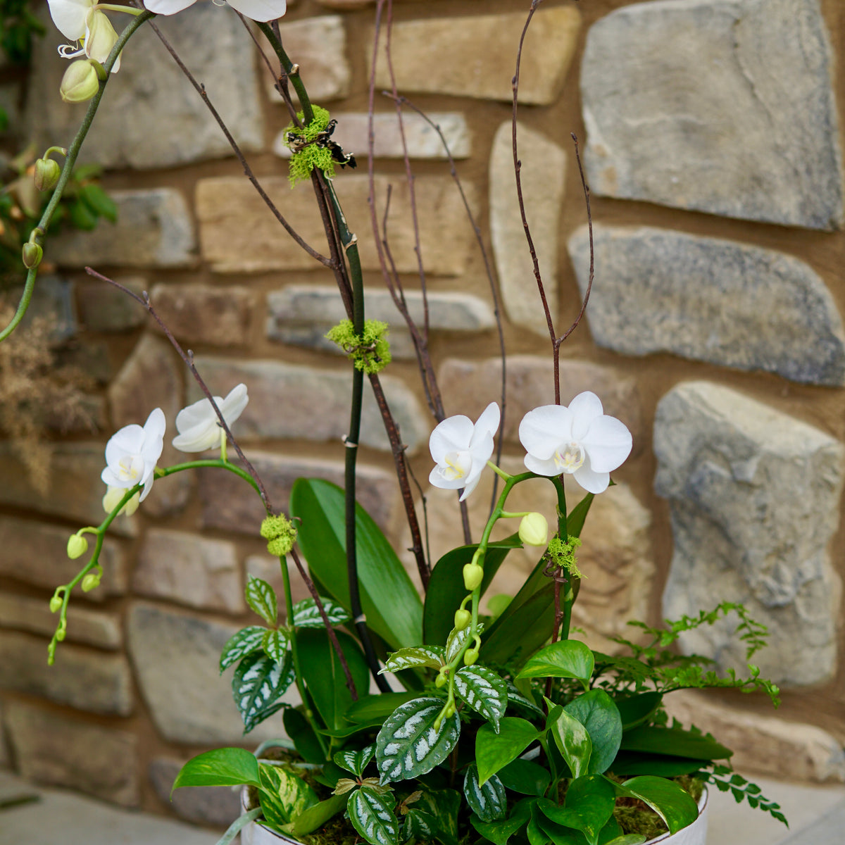 White orchids in a pot against a stone wall background