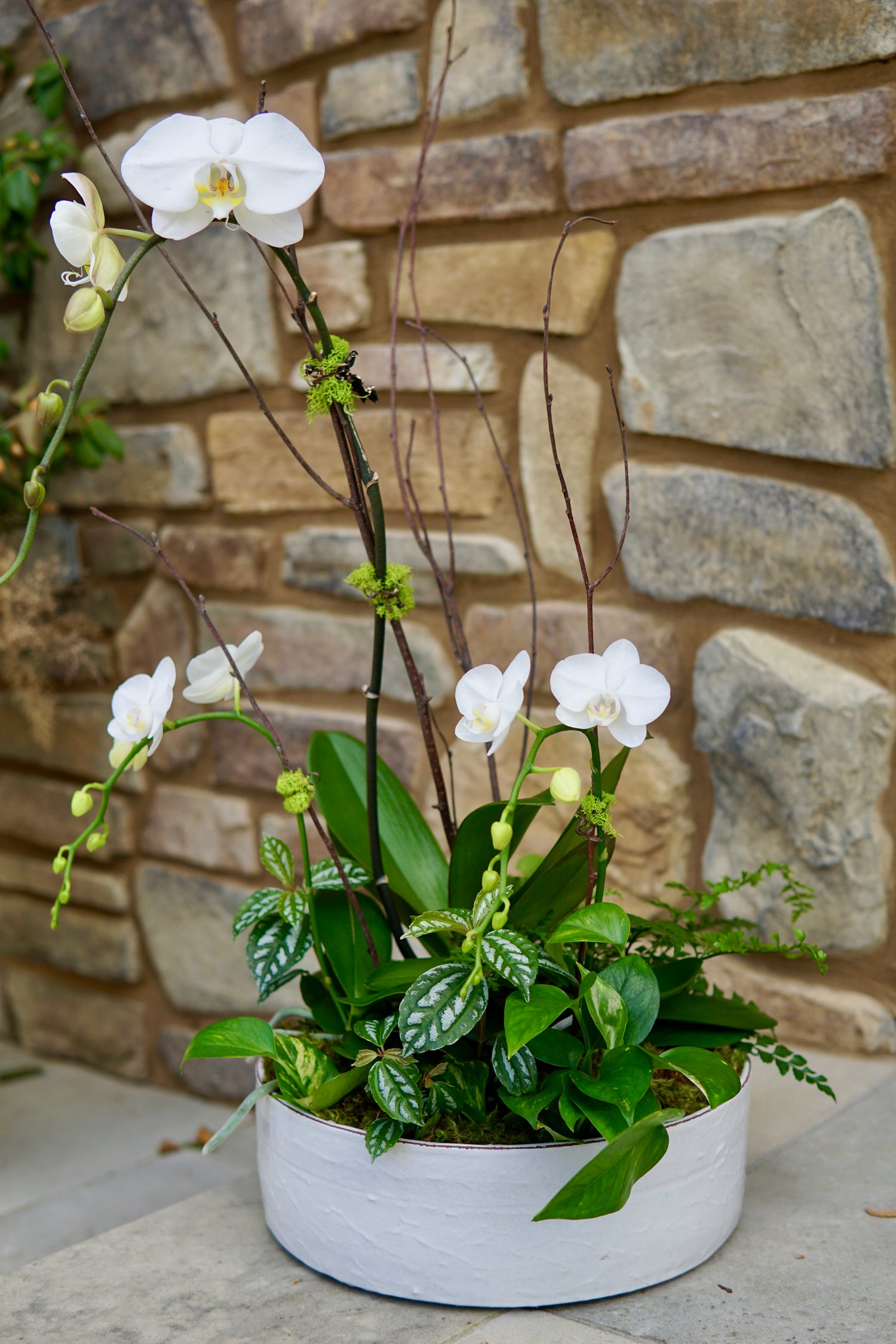 White orchids in a pot against a stone wall background