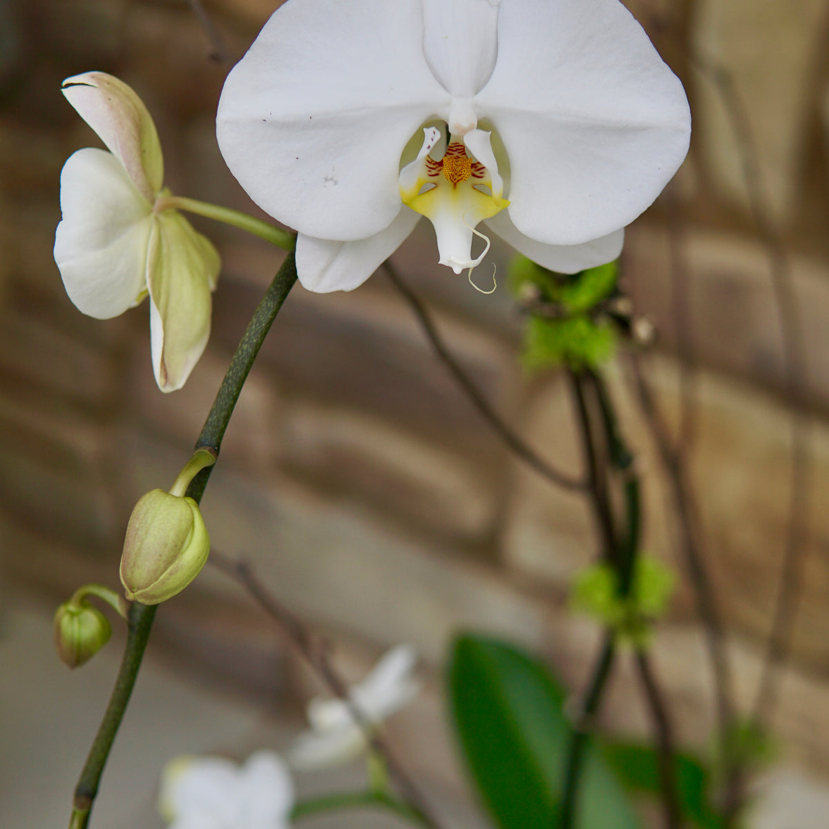 White orchid flowers with green leaves against a blurred brick wall background