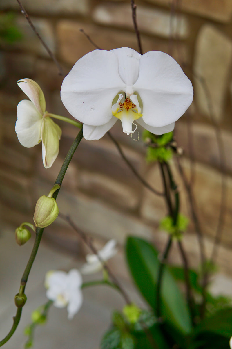 White orchid flowers with green leaves against a blurred brick wall background