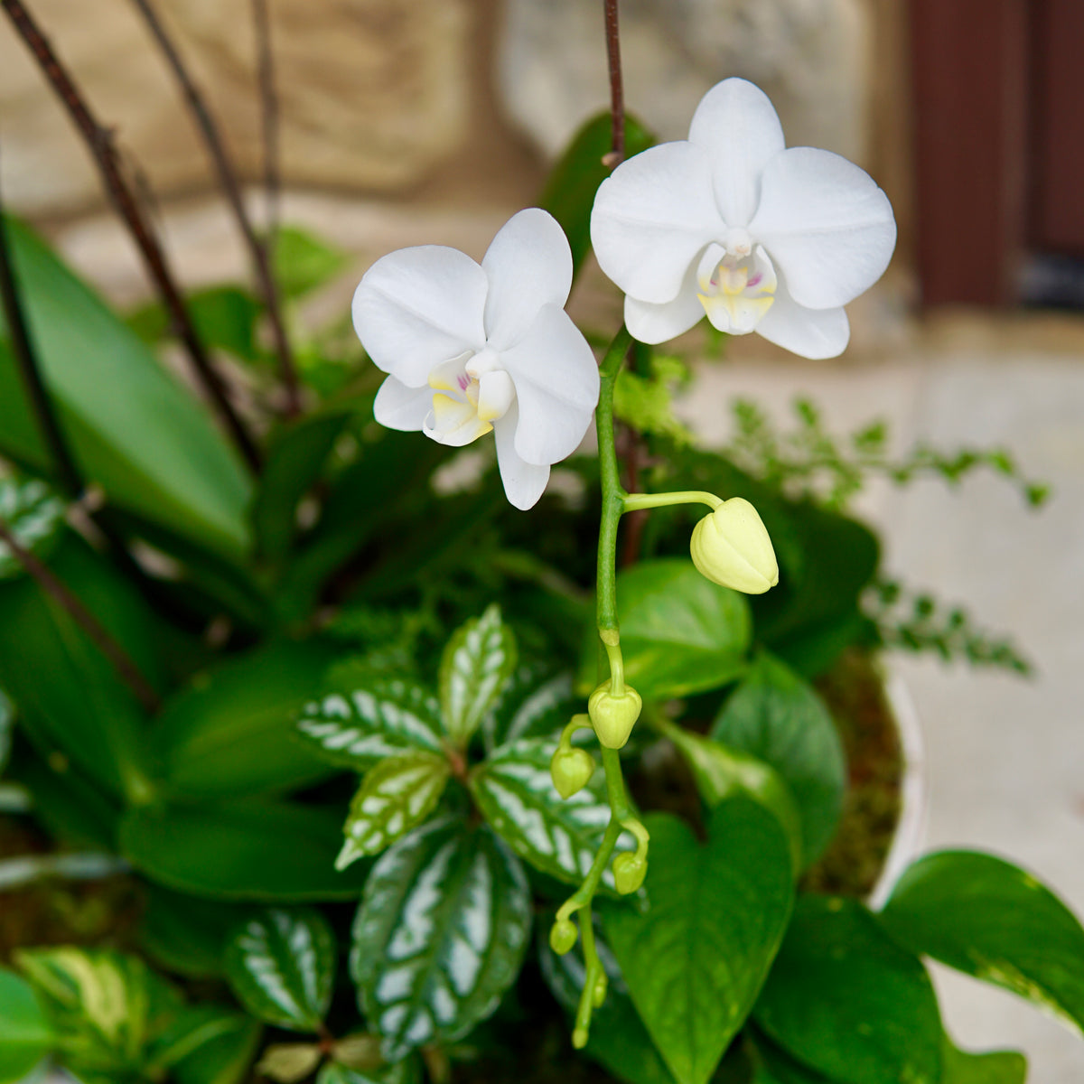 White orchids in a pot with green leaves on a stone surface
