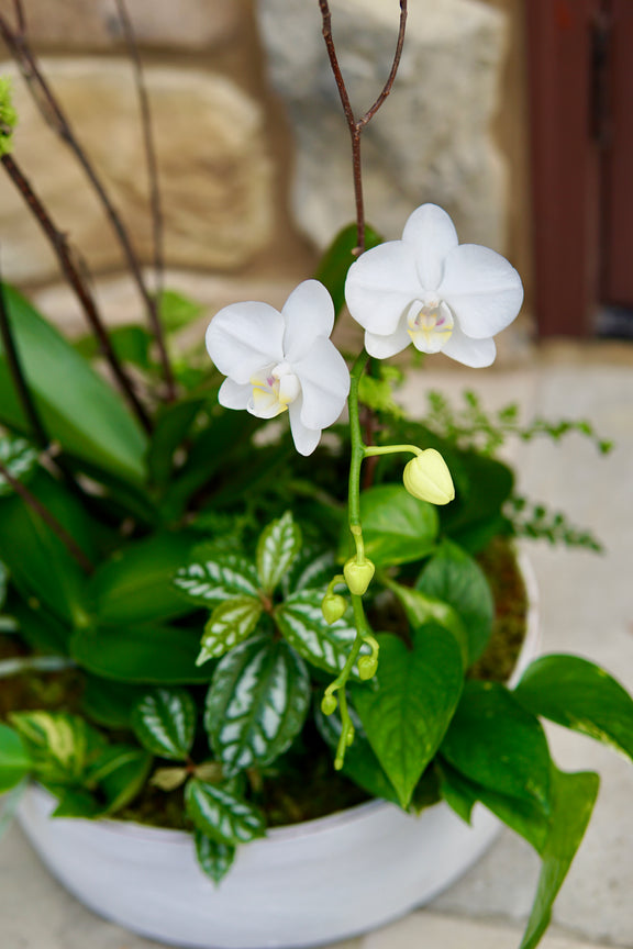 White orchids in a pot with green leaves on a stone surface