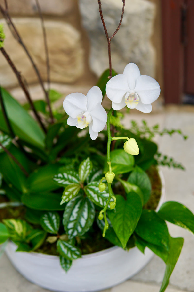 White orchids in a pot with green leaves on a stone surface