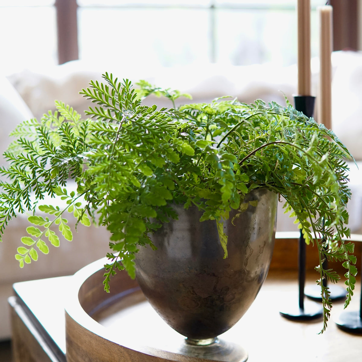 Fern plant in a decorative pot on a wooden table with a blurred background