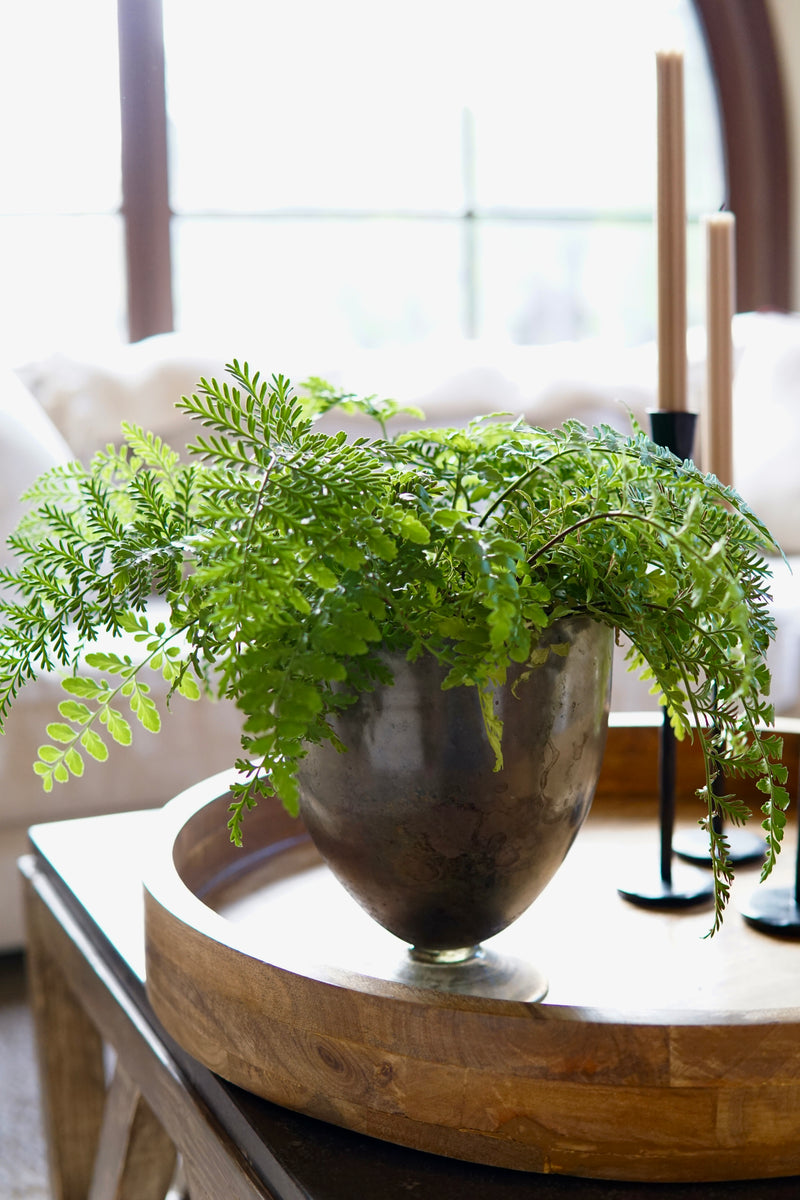 Fern plant in a decorative pot on a wooden table with a blurred background