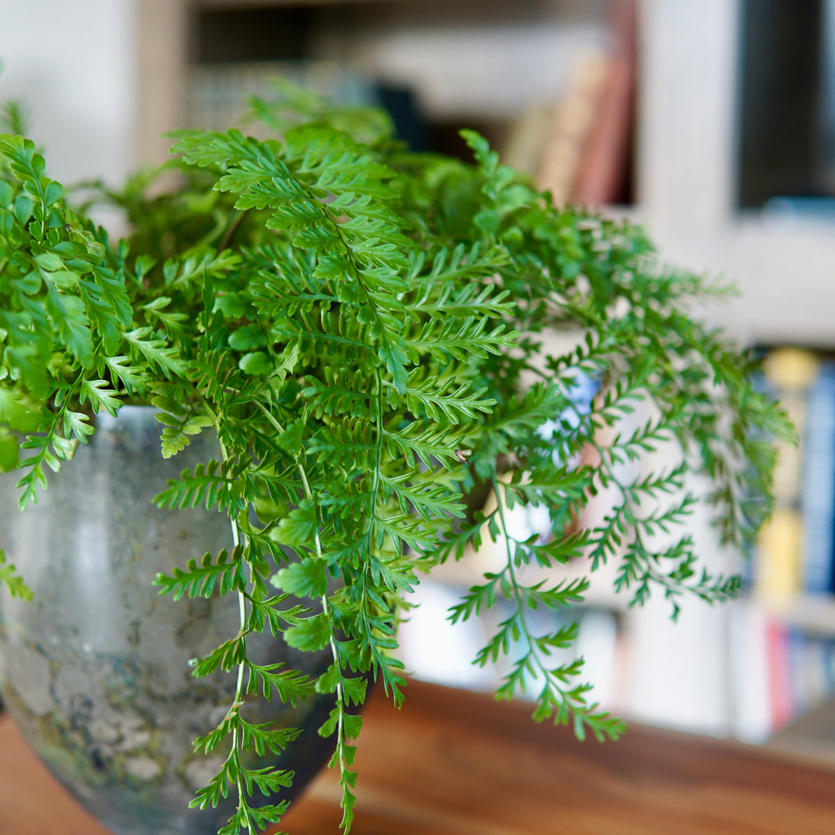 Potted fern on a wooden surface with a blurred bookshelf background