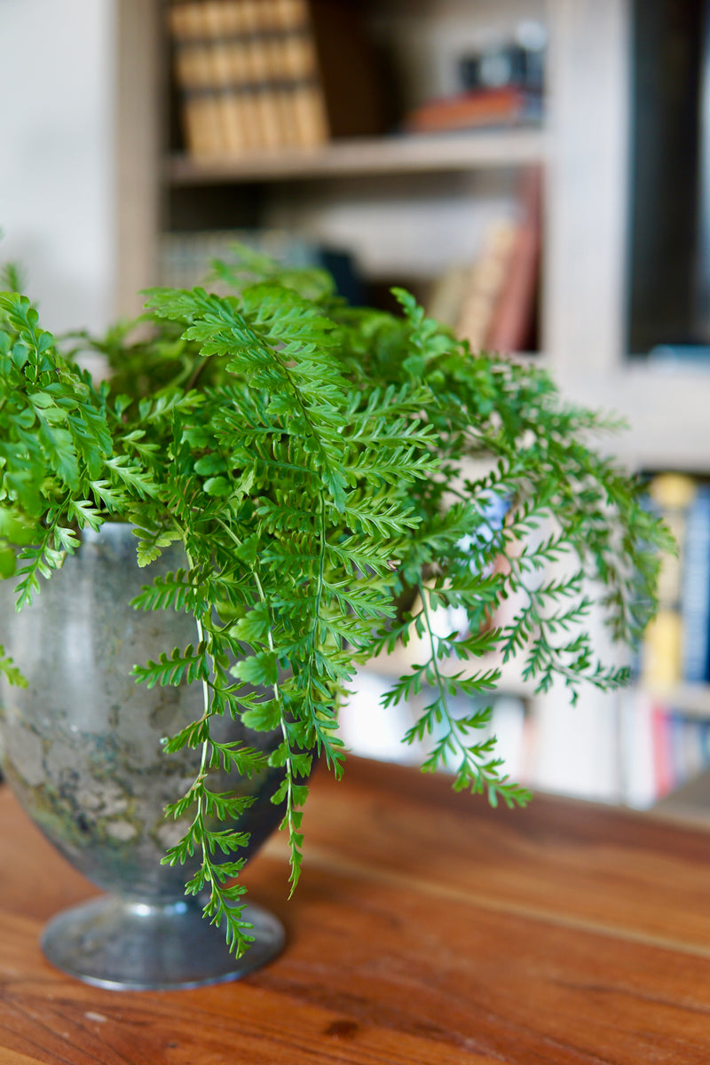Potted fern on a wooden surface with a blurred bookshelf background