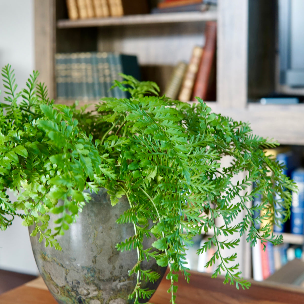 Fern plant in a decorative vase on a wooden surface with a bookshelf in the background