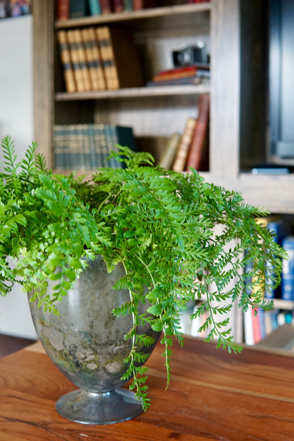 Fern plant in a decorative vase on a wooden surface with a bookshelf in the background