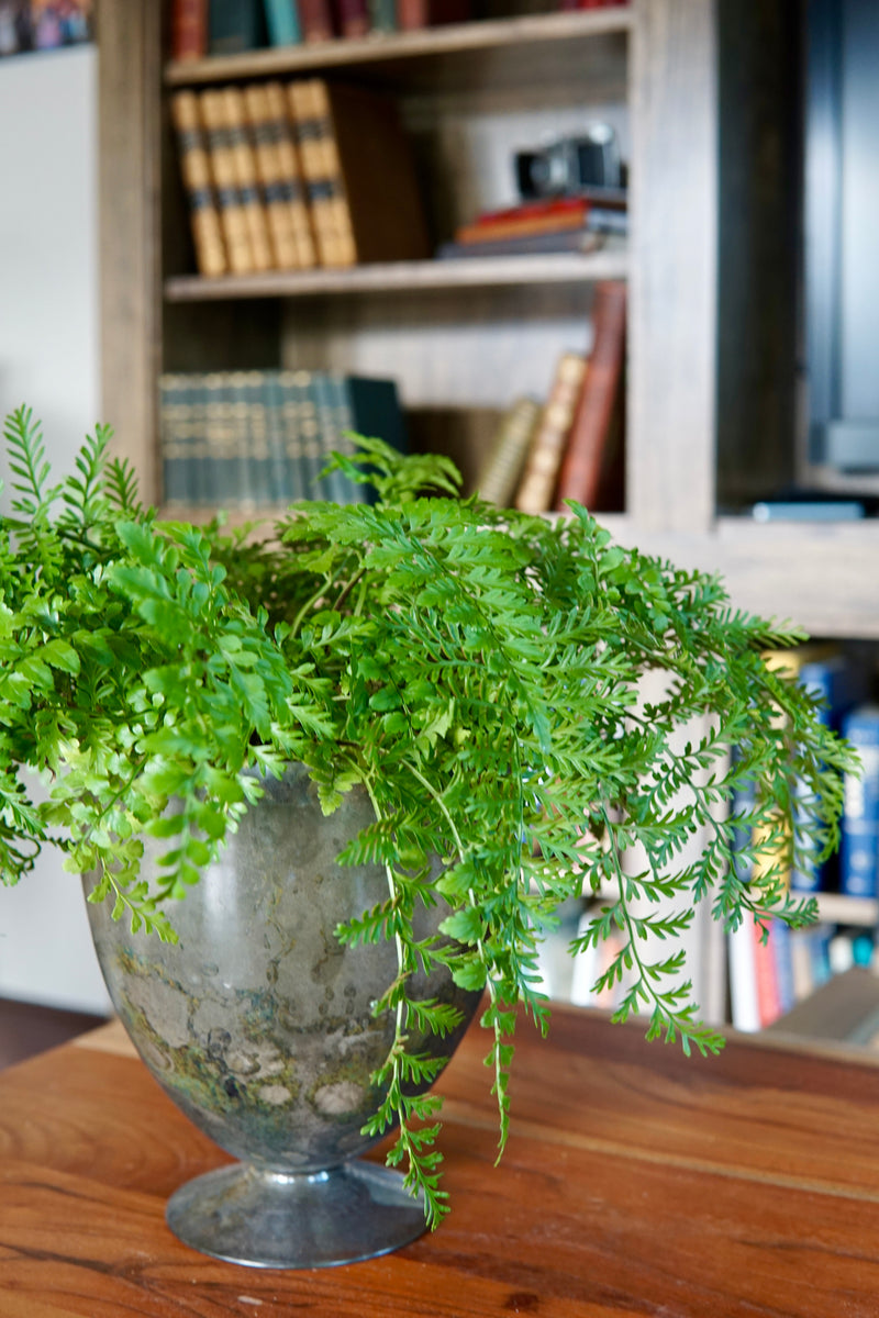 Fern plant in a decorative vase on a wooden surface with a bookshelf in the background