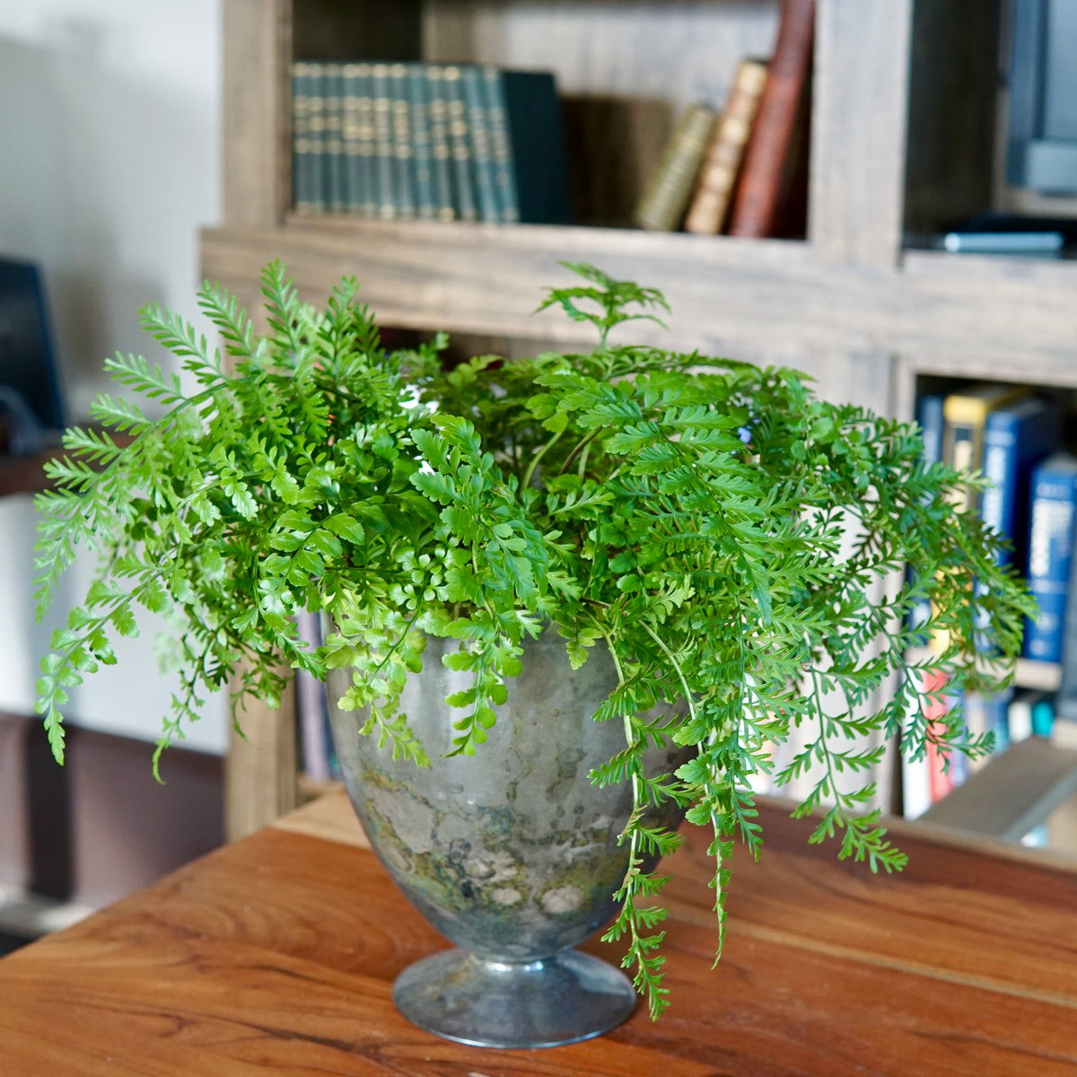 Green potted plant on a wooden surface with a bookshelf in the background