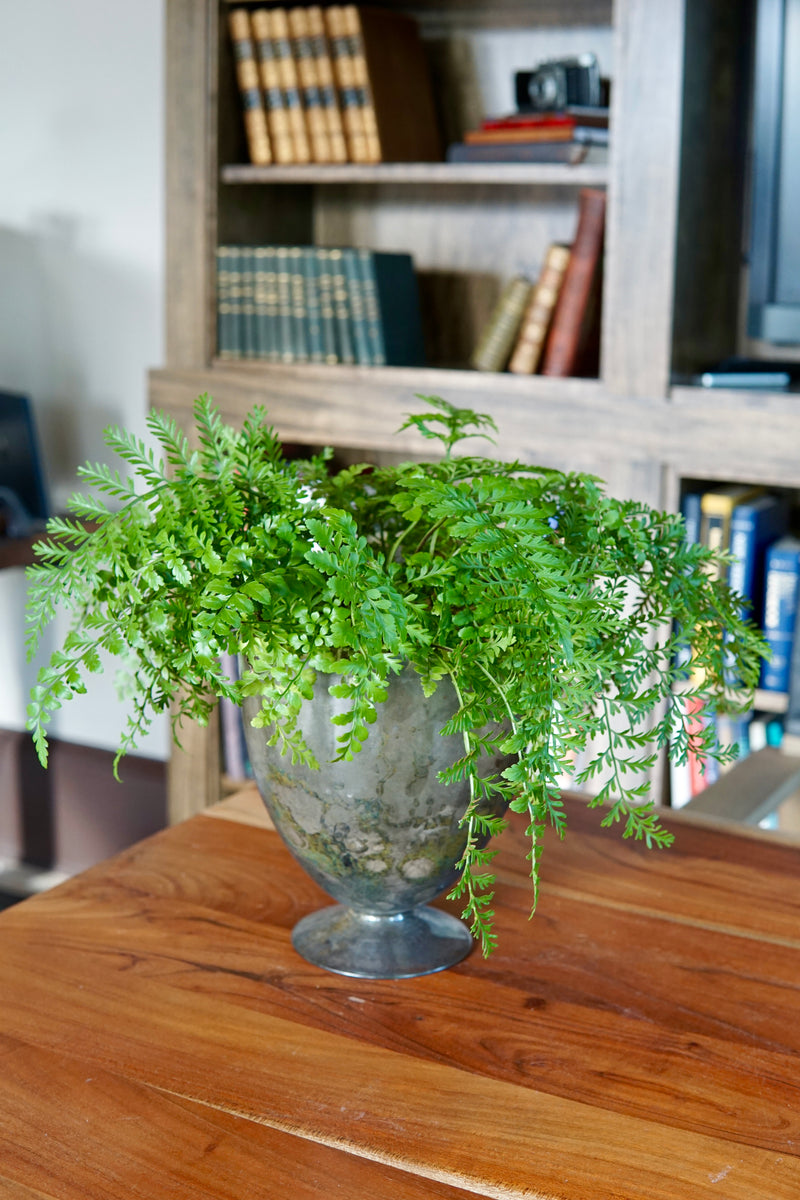 Green potted plant on a wooden surface with a bookshelf in the background