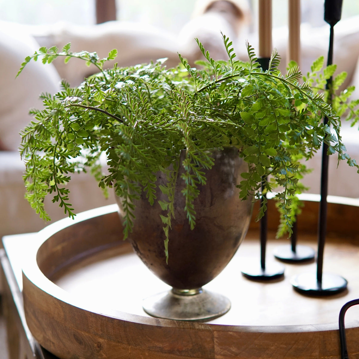 Fern plant in a pot on a wooden tray with blurred background