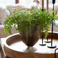 Fern plant in a pot on a wooden tray with blurred background