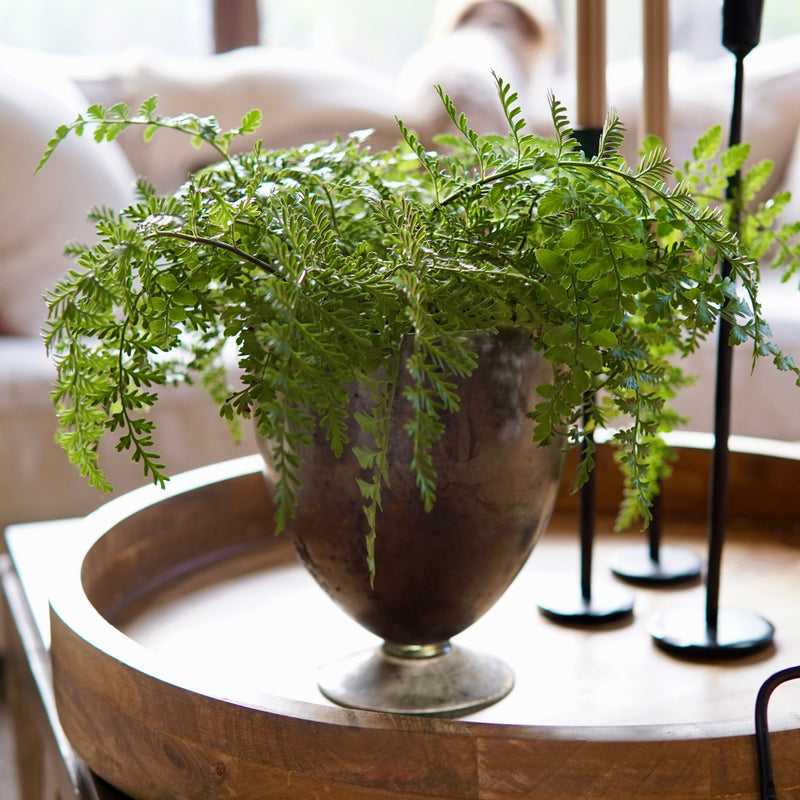 Fern plant in a pot on a wooden tray with blurred background