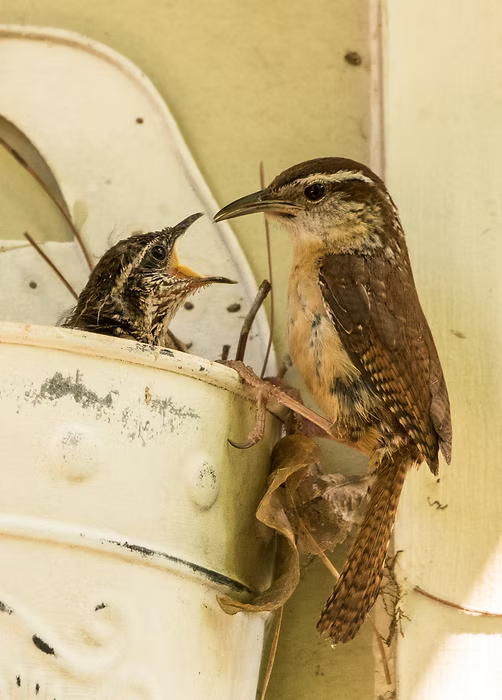 Seeing and Observing Nature Workshop (October 18 @11AM) - FREE