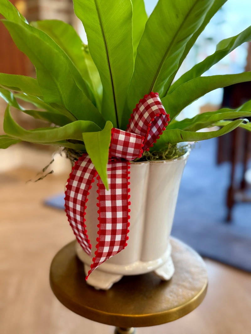 Plant of the Month (February)