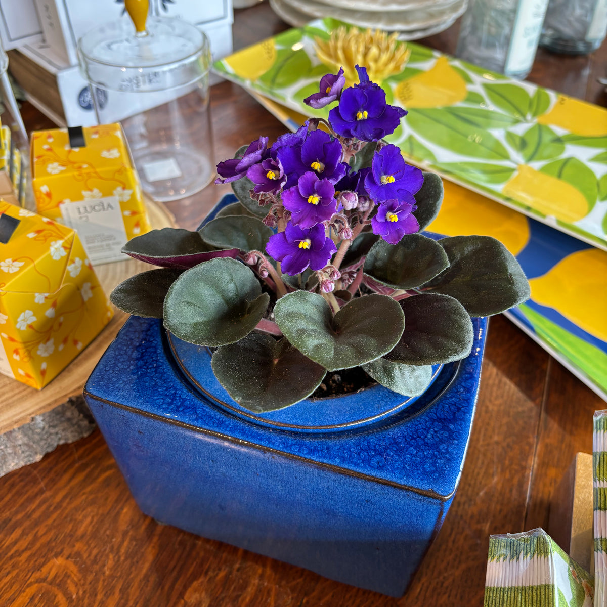 African Violet in Self Watering 6"