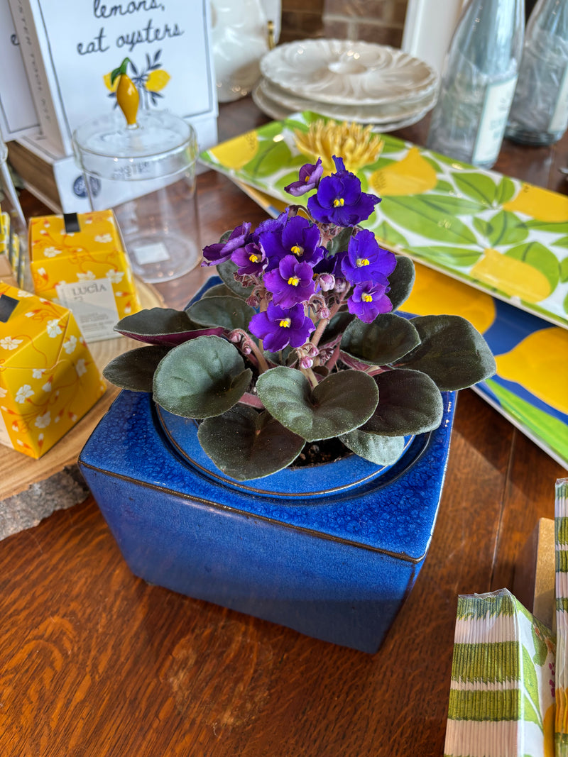 Plant of the Month June | African Violet in Self Watering 6"