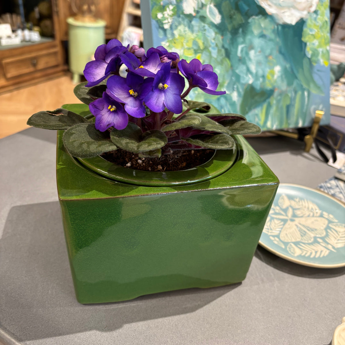 African Violet in Self Watering 6"