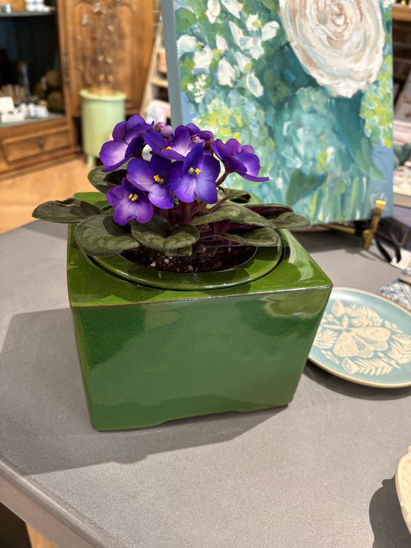 Plant of the Month June | African Violet in Self Watering 6"