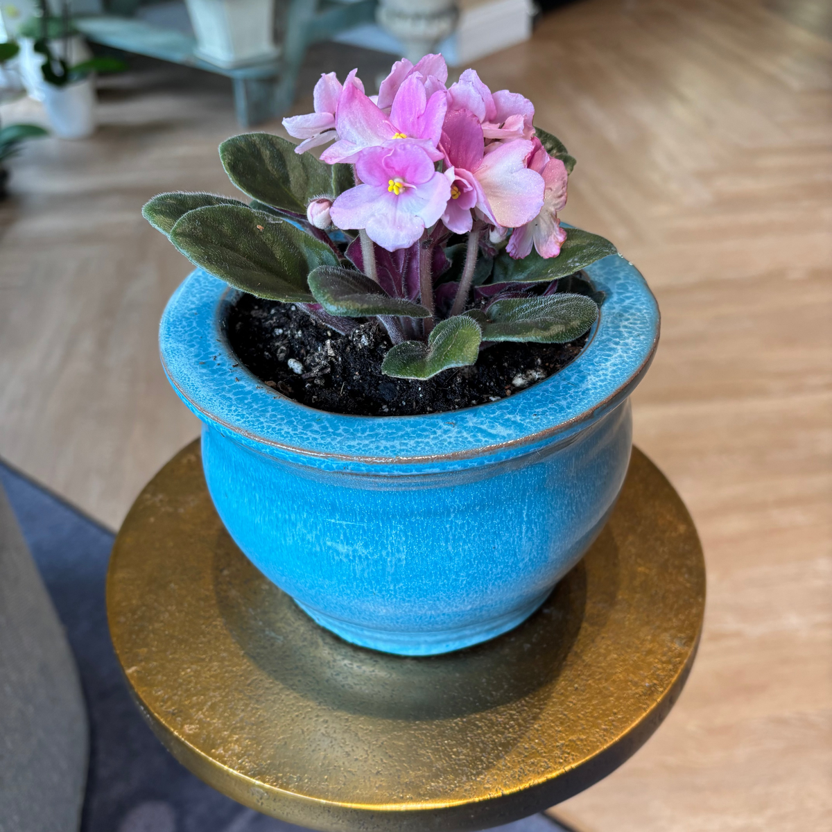 African Violet in Self Watering 6"