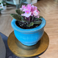 Plant of the Month June | African Violet in Self Watering 6"