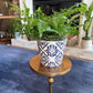 [BV-PM] Austral Fern in Italian Pot | Plant of the Month (July)