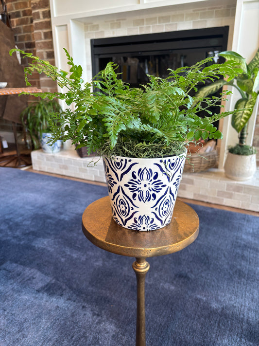 [BV-PM] Austral Fern in Italian Pot | Plant of the Month (July)