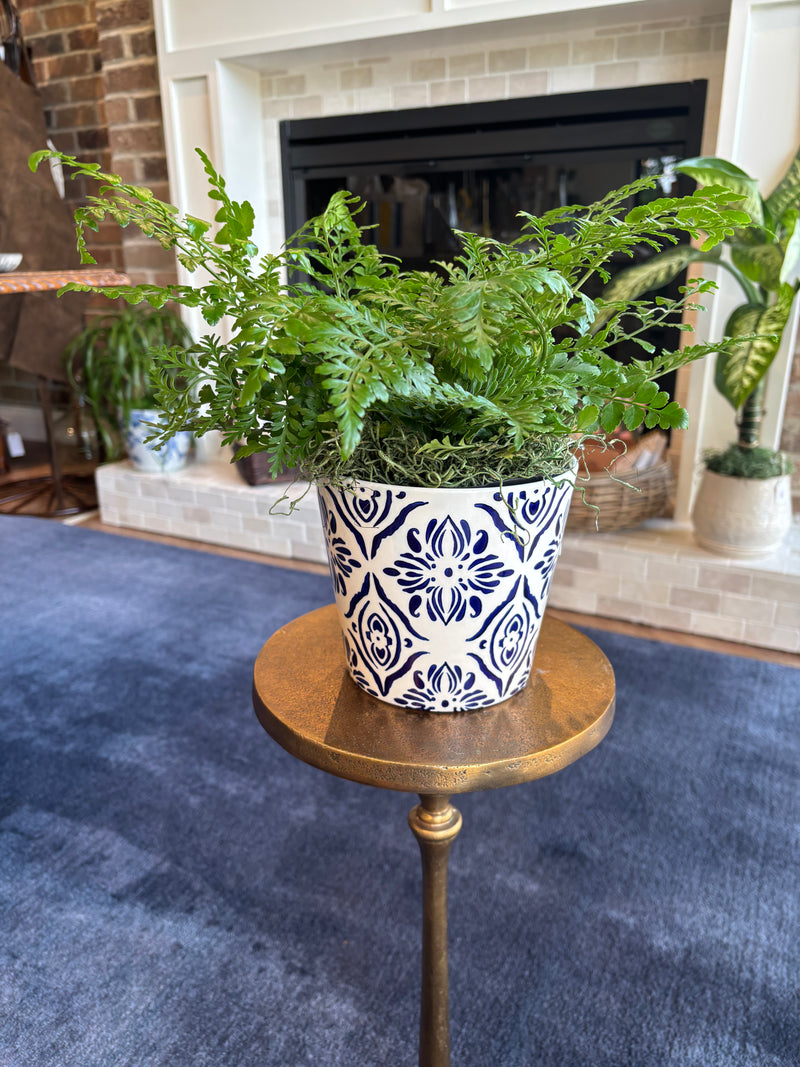 [BV-PM] Austral Fern in Italian Pot | Plant of the Month (July)