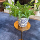 [BV-PM] Austral Fern in Italian Pot | Plant of the Month (July)