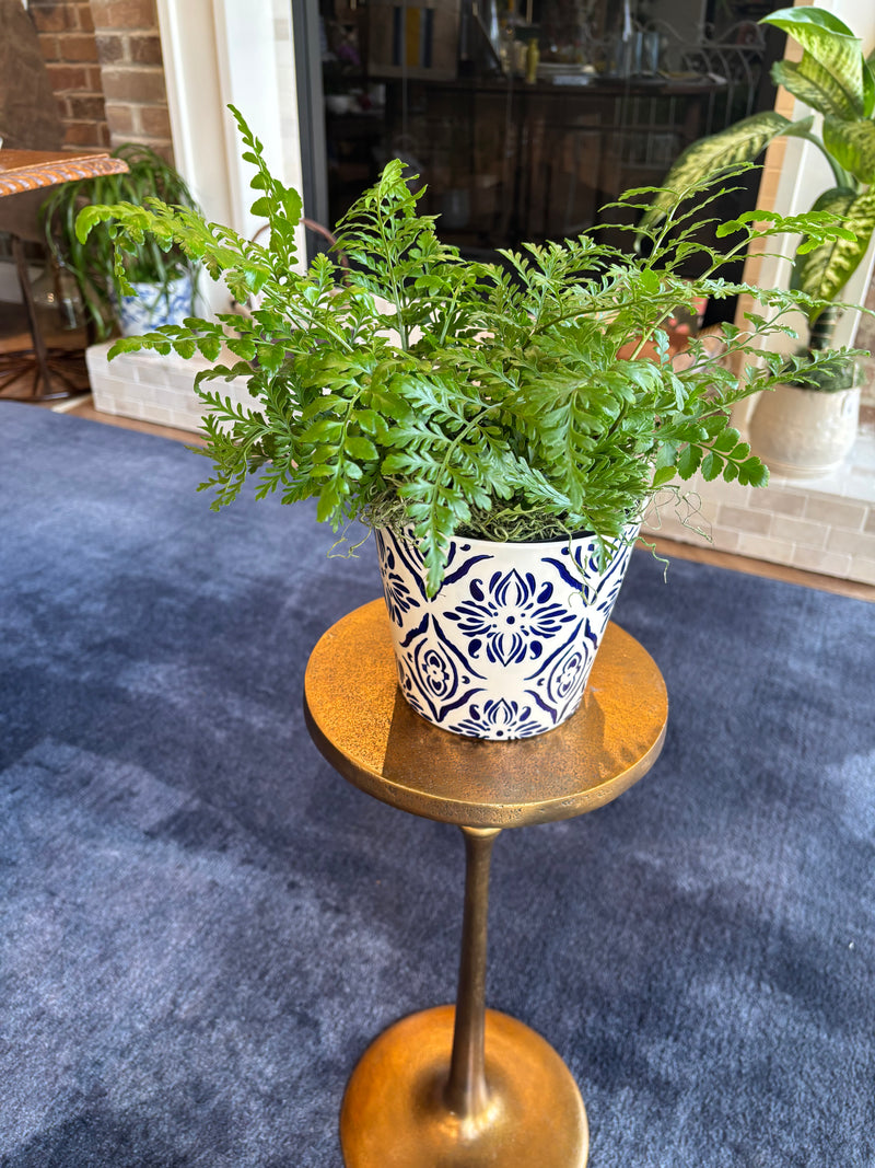 [BV-PM] Austral Fern in Italian Pot | Plant of the Month (July)