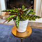[BV-PM] Rattlesnake Calathea in Tapered Pot | Plant of the Month (August)