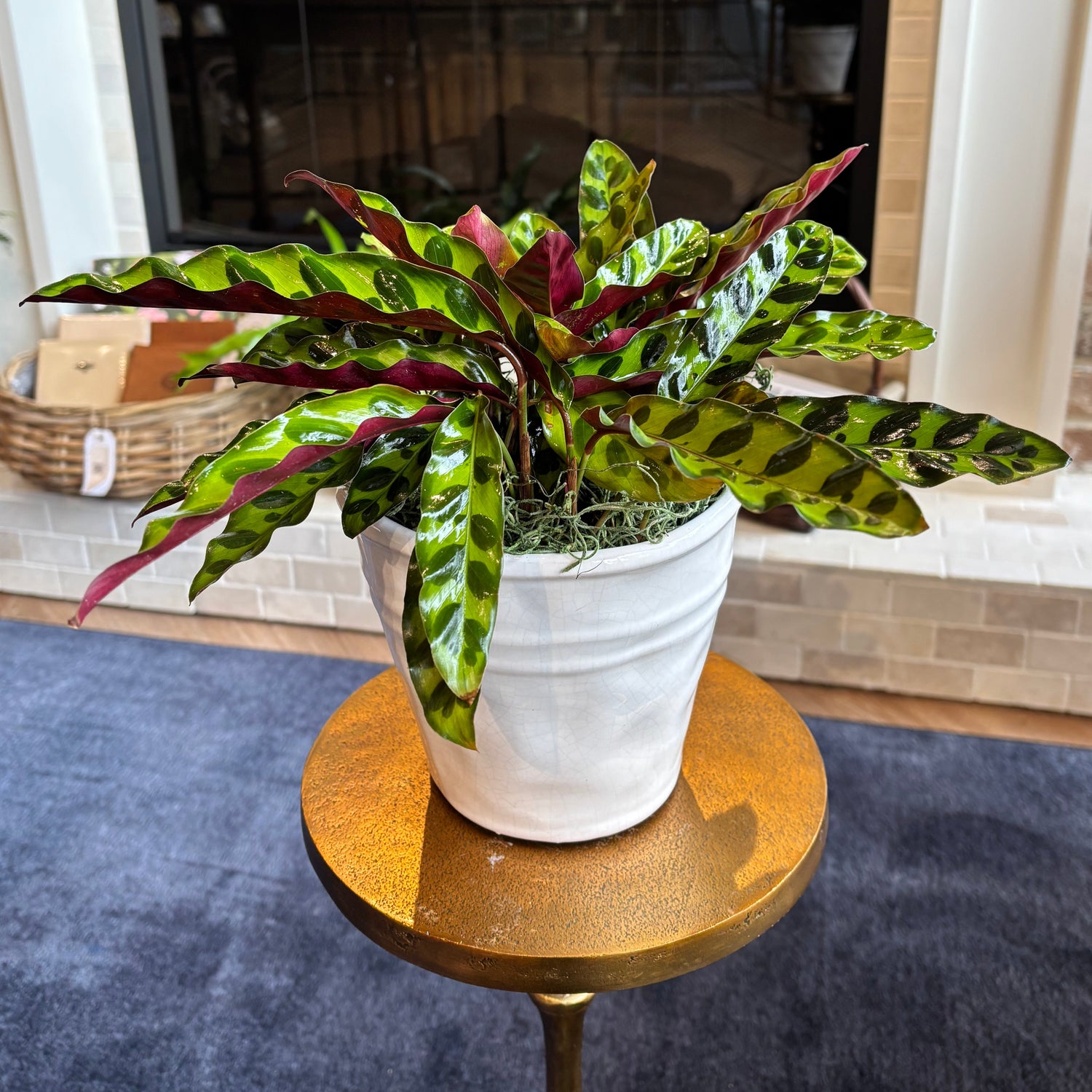 [BV-PM] Rattlesnake Calathea in Tapered Pot | Plant of the Month (August)