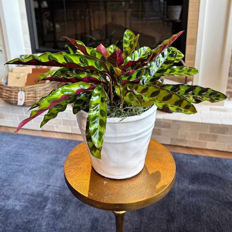 [BV-PM] Rattlesnake Calathea in Tapered Pot | Plant of the Month (August)