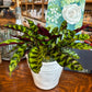 [BV-PM] Rattlesnake Calathea in Tapered Pot | Plant of the Month (August)