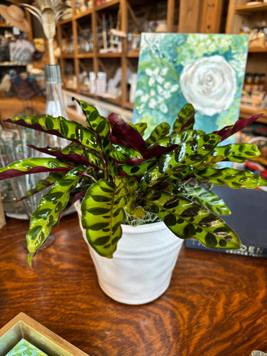 [BV-PM] Rattlesnake Calathea in Tapered Pot | Plant of the Month (August)