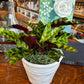 [BV-PM] Rattlesnake Calathea in Tapered Pot | Plant of the Month (August)