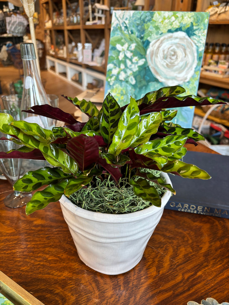 [BV-PM] Rattlesnake Calathea in Tapered Pot | Plant of the Month (August)
