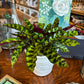 [BV-PM] Rattlesnake Calathea in Tapered Pot | Plant of the Month (August)