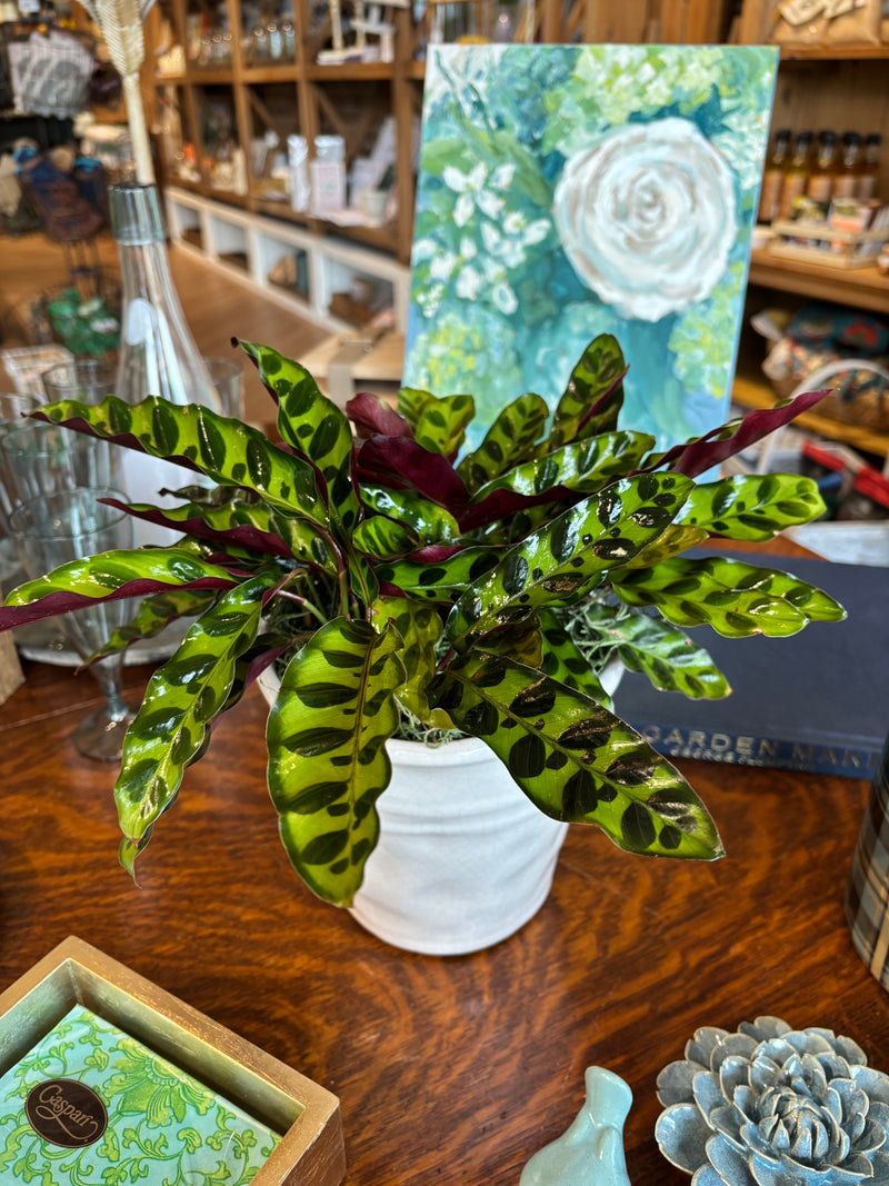 [BV-PM] Rattlesnake Calathea in Tapered Pot | Plant of the Month (August)