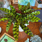 [BV-PM] Rattlesnake Calathea in Tapered Pot | Plant of the Month (August)