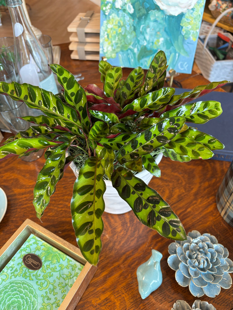 [BV-PM] Rattlesnake Calathea in Tapered Pot | Plant of the Month (August)