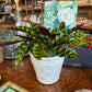 [BV-PM] Rattlesnake Calathea in Tapered Pot | Plant of the Month (August)