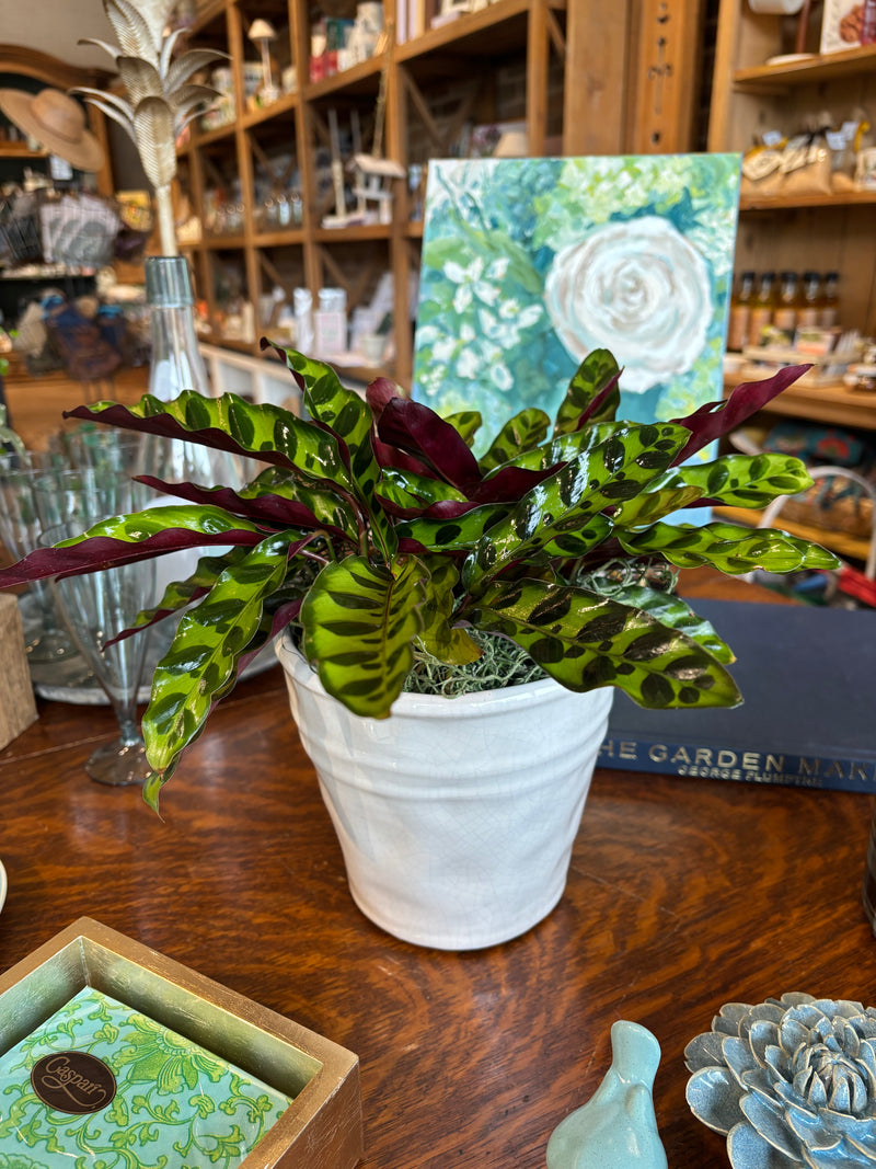 [BV-PM] Rattlesnake Calathea in Tapered Pot | Plant of the Month (August)