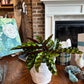 [BV-PM] Rattlesnake Calathea in Tapered Pot | Plant of the Month (August)