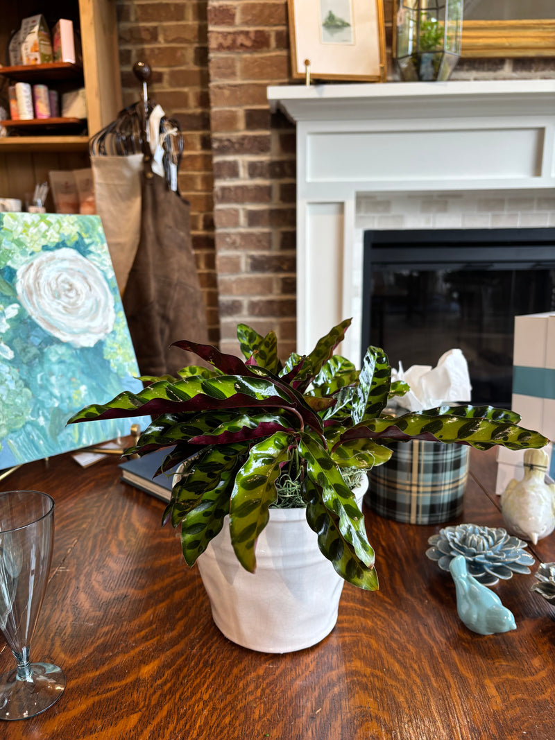 [BV-PM] Rattlesnake Calathea in Tapered Pot | Plant of the Month (August)