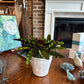 [BV-PM] Rattlesnake Calathea in Tapered Pot | Plant of the Month (August)